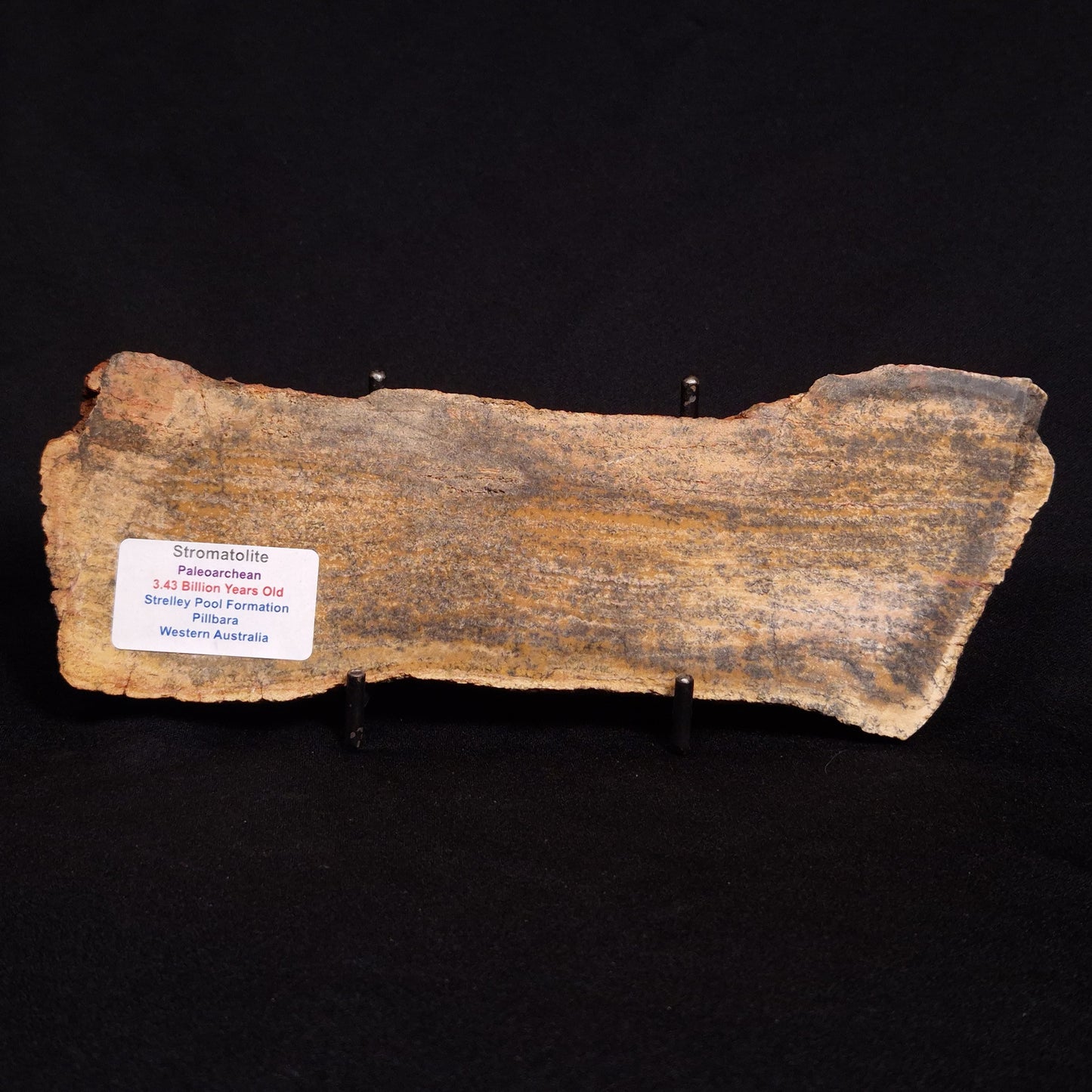 STROMATOLITE MICROBIAL MAT, Strelley Pool Formation, Archean, Australia ZSP015