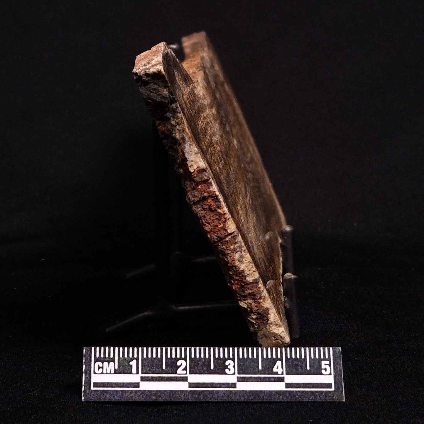 STROMATOLITE MICROBIAL MAT, Strelley Pool Formation, Archean, Australia ZSP015