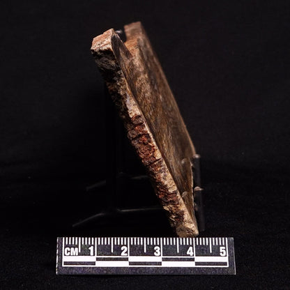 STROMATOLITE MICROBIAL MAT, Strelley Pool Formation, Archean, Australia ZSP015