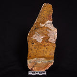 STROMATOLITE MICROBIAL MAT, Strelley Pool Formation, Archean, Australia ZSP016