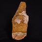 STROMATOLITE MICROBIAL MAT, Strelley Pool Formation, Archean, Australia ZSP016