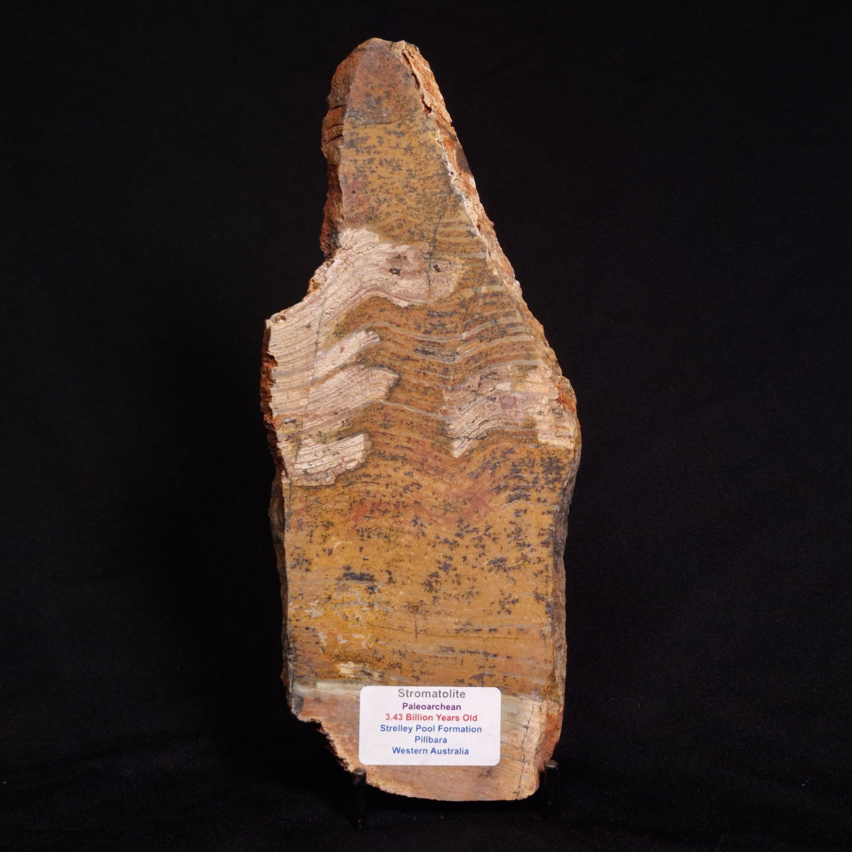 STROMATOLITE MICROBIAL MAT, Strelley Pool Formation, Archean, Australia ZSP016