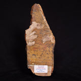 STROMATOLITE MICROBIAL MAT, Strelley Pool Formation, Archean, Australia ZSP016