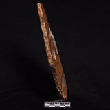 STROMATOLITE MICROBIAL MAT, Strelley Pool Formation, Archean, Australia ZSP016