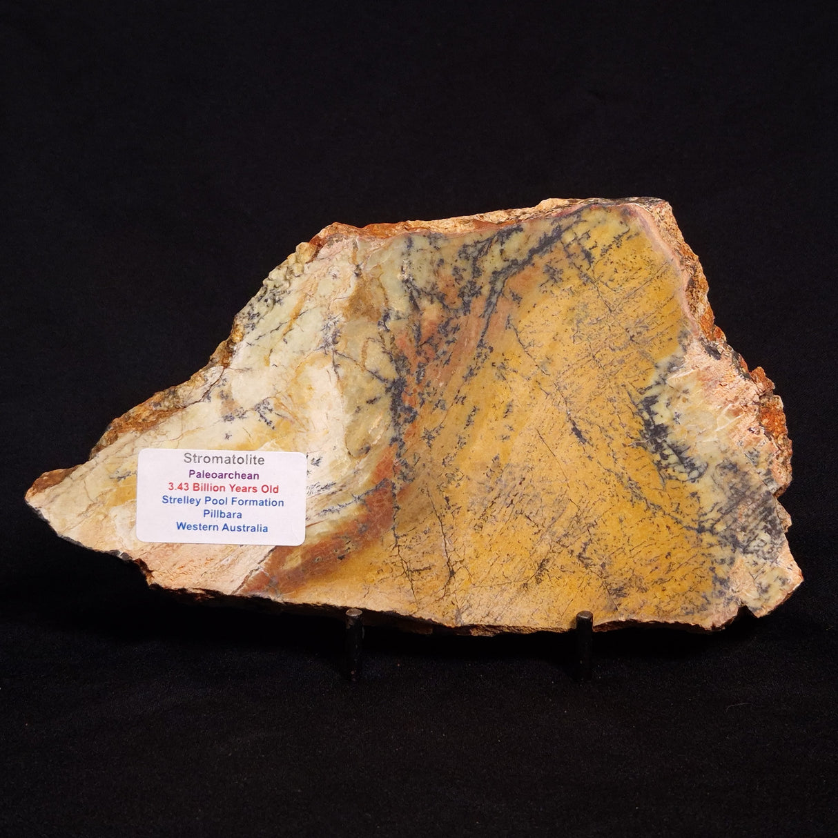 STROMATOLITE MICROBIAL MAT, Strelley Pool Formation, Archean, Australia ZSP017