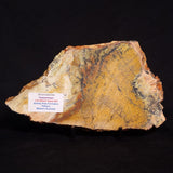 STROMATOLITE MICROBIAL MAT, Strelley Pool Formation, Archean, Australia ZSP017