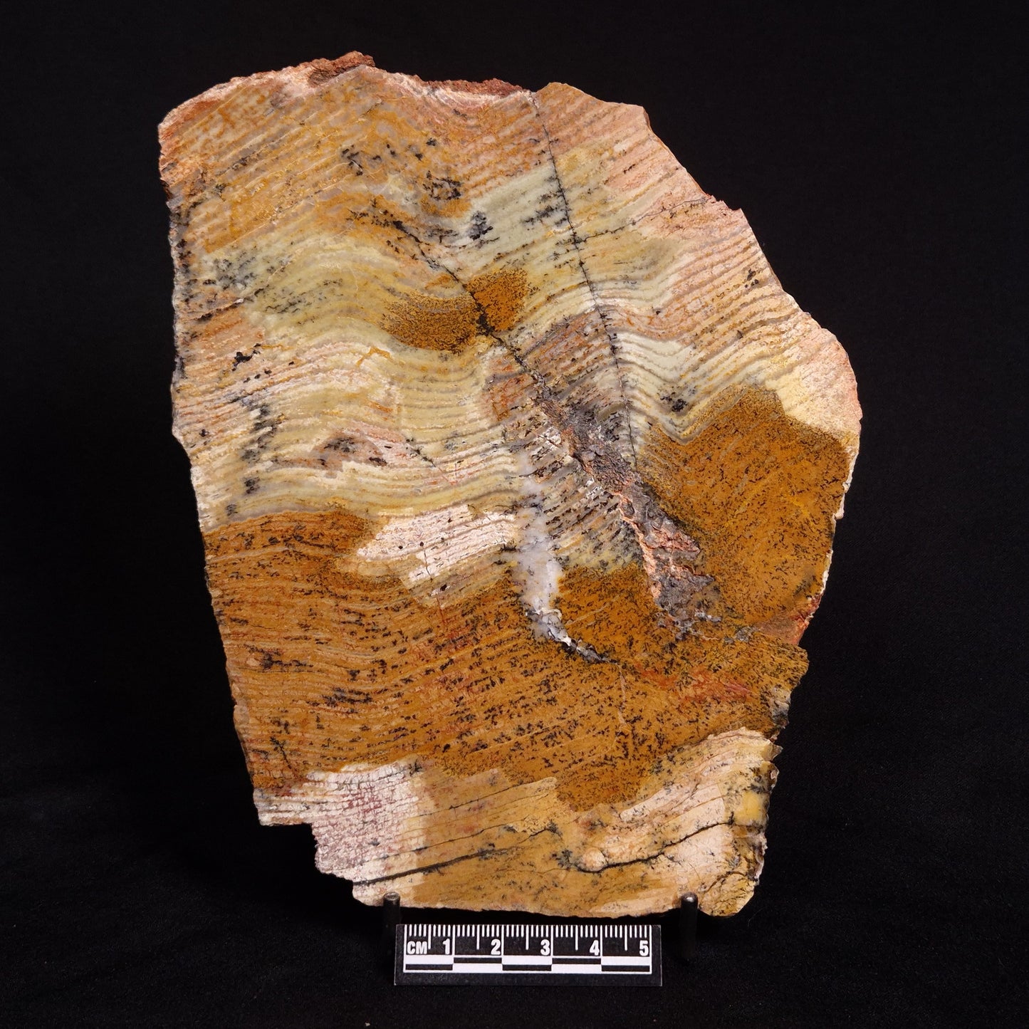 STROMATOLITE MICROBIAL MAT, Strelley Pool Formation, Archean, Australia ZSP018
