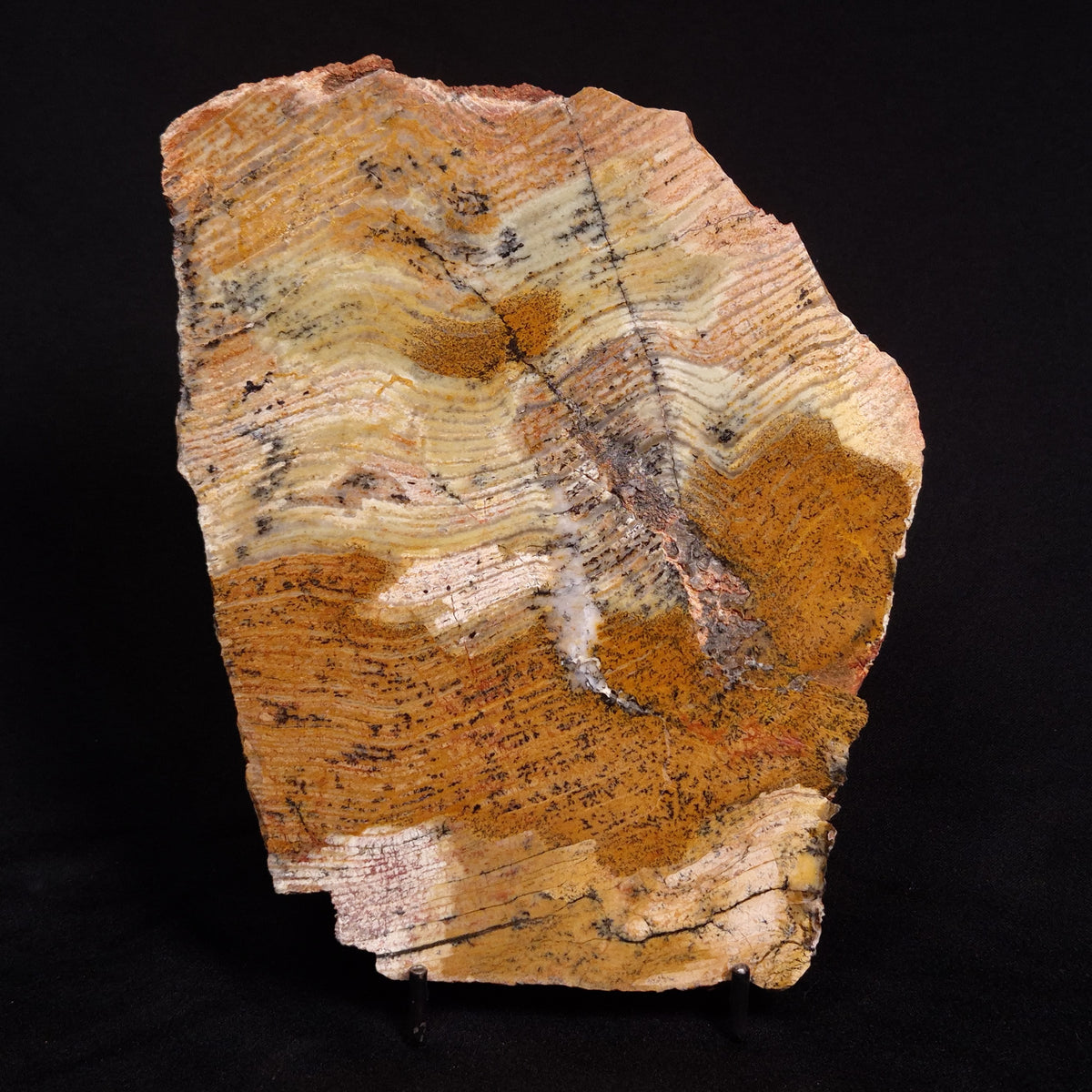 STROMATOLITE MICROBIAL MAT, Strelley Pool Formation, Archean, Australi ...