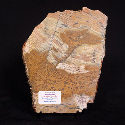 STROMATOLITE MICROBIAL MAT, Strelley Pool Formation, Archean, Australia ZSP018