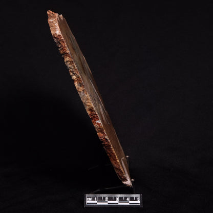 STROMATOLITE MICROBIAL MAT, Strelley Pool Formation, Archean, Australia ZSP018