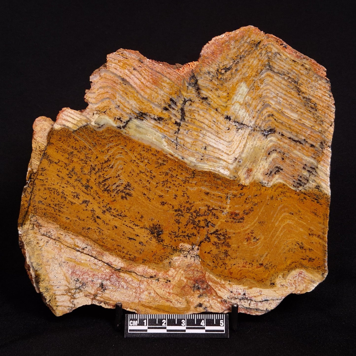 STROMATOLITE MICROBIAL MAT, Strelley Pool Formation, Archean, Australia ZSP019