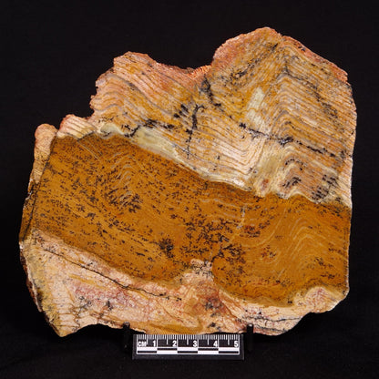 STROMATOLITE MICROBIAL MAT, Strelley Pool Formation, Archean, Australia ZSP019