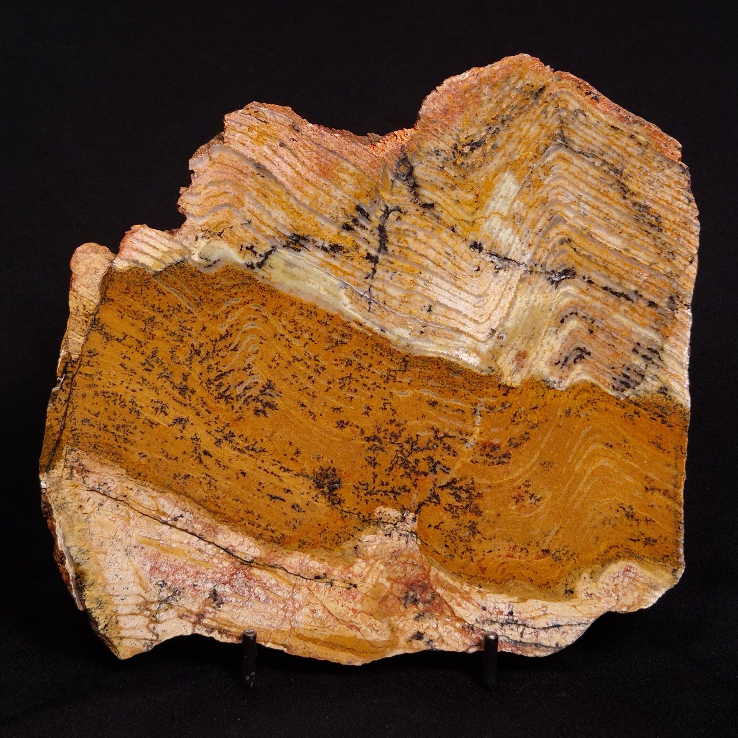 STROMATOLITE MICROBIAL MAT, Strelley Pool Formation, Archean, Australia ZSP019
