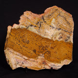 STROMATOLITE MICROBIAL MAT, Strelley Pool Formation, Archean, Australia ZSP019