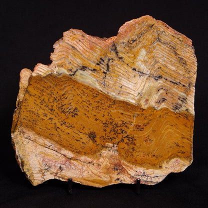 STROMATOLITE MICROBIAL MAT, Strelley Pool Formation, Archean, Australia ZSP019