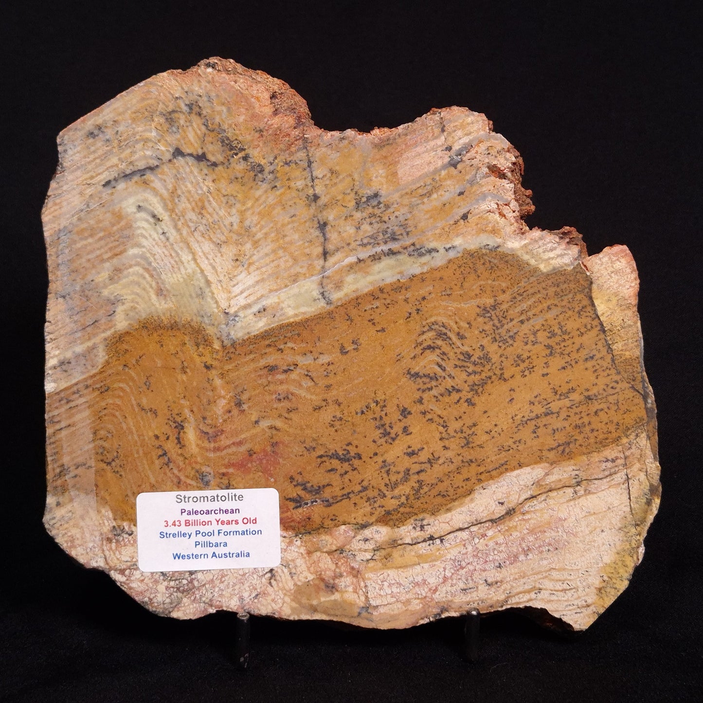 STROMATOLITE MICROBIAL MAT, Strelley Pool Formation, Archean, Australia ZSP019