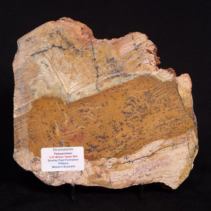 STROMATOLITE MICROBIAL MAT, Strelley Pool Formation, Archean, Australia ZSP019