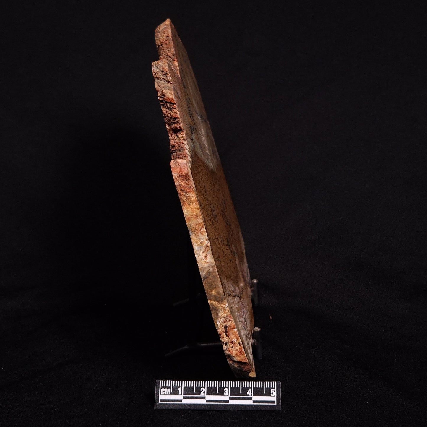 STROMATOLITE MICROBIAL MAT, Strelley Pool Formation, Archean, Australia ZSP019