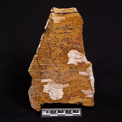 STROMATOLITE MICROBIAL MAT, Strelley Pool Formation, Archean, Australia ZSP020