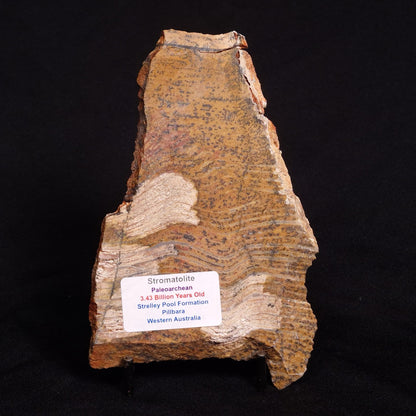 STROMATOLITE MICROBIAL MAT, Strelley Pool Formation, Archean, Australia ZSP020
