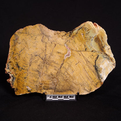 STROMATOLITE MICROBIAL MAT, Strelley Pool Formation, Archean, Australia ZSP021