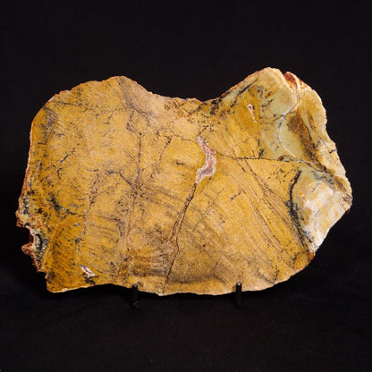 STROMATOLITE MICROBIAL MAT, Strelley Pool Formation, Archean, Australia ZSP021