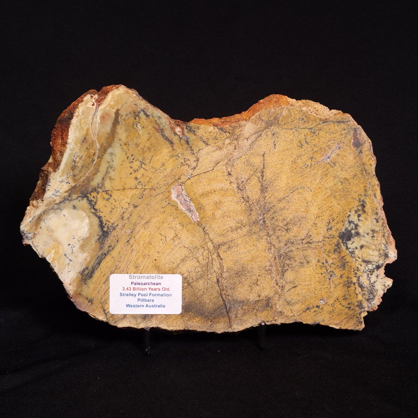 STROMATOLITE MICROBIAL MAT, Strelley Pool Formation, Archean, Australia ZSP021