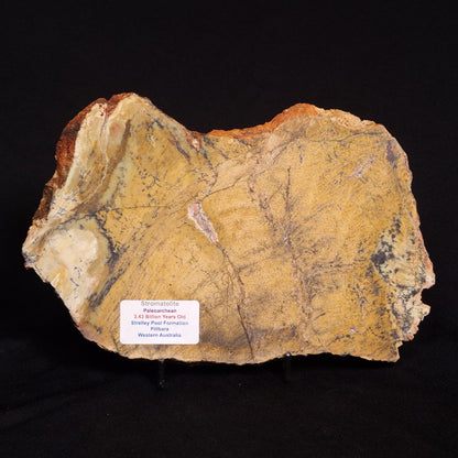 STROMATOLITE MICROBIAL MAT, Strelley Pool Formation, Archean, Australia ZSP021