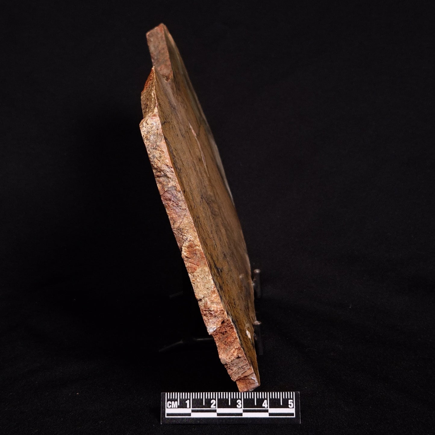 STROMATOLITE MICROBIAL MAT, Strelley Pool Formation, Archean, Australia ZSP021
