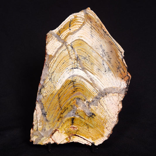 STROMATOLITE MICROBIAL MAT, Strelley Pool Formation, Archean, Australia ZSP022