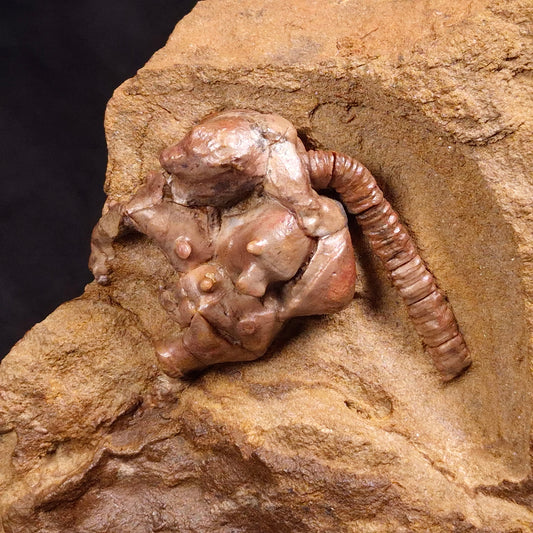 JIMBACRINUS BOSTOCKI CRINOID FOSSIL, Permian, Australia XJB028