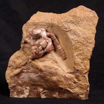JIMBACRINUS BOSTOCKI CRINOID FOSSIL, Permian, Australia XJB028