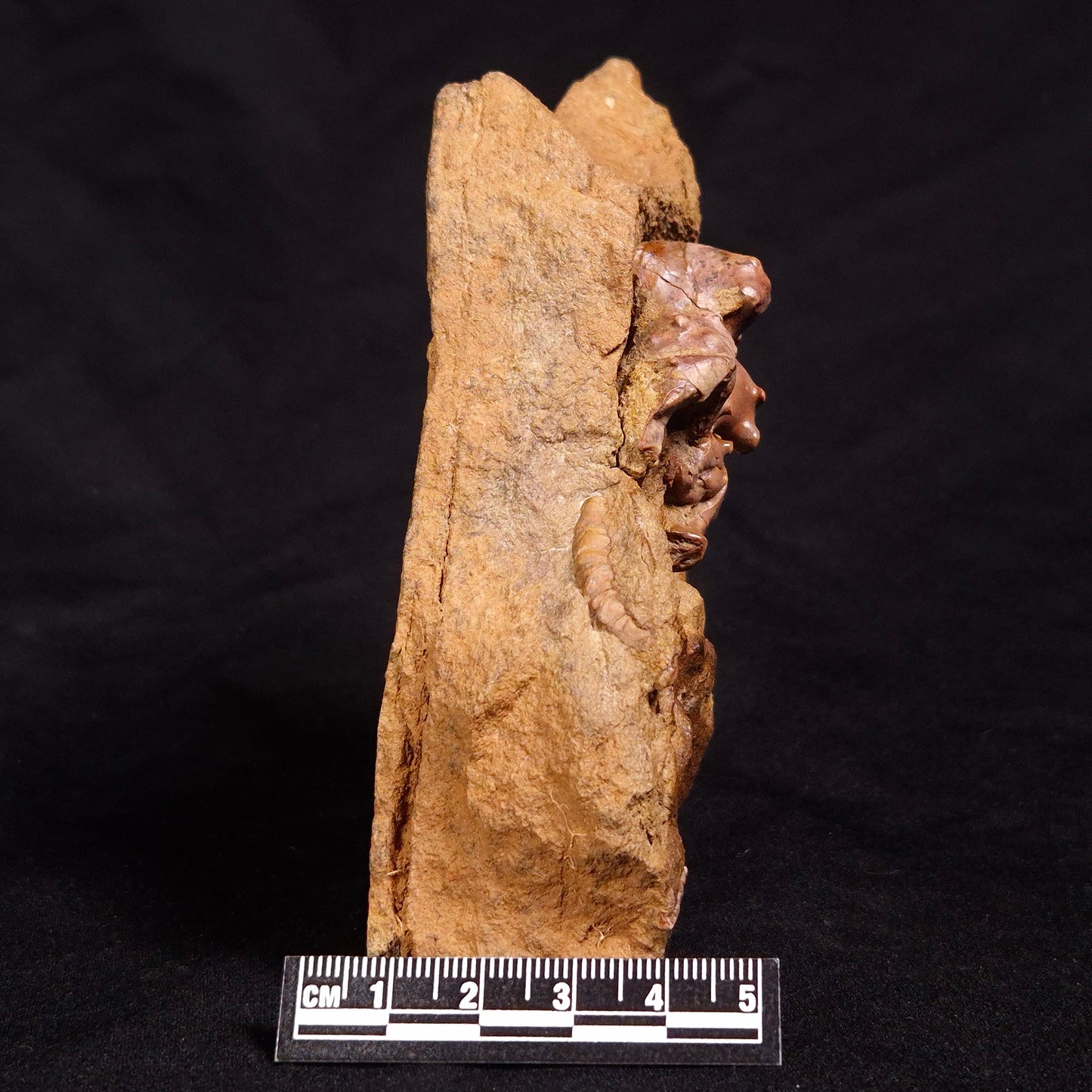 JIMBACRINUS BOSTOCKI CRINOID FOSSIL, Permian, Australia XJB028
