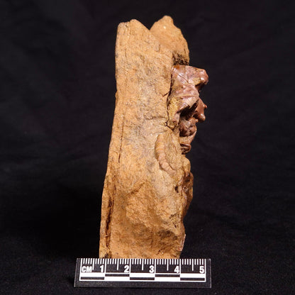 JIMBACRINUS BOSTOCKI CRINOID FOSSIL, Permian, Australia XJB028