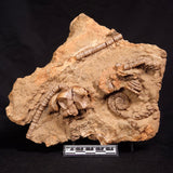 JIMBACRINUS BOSTOCKI CRINOID FOSSIL, Permian, Australia XJB029