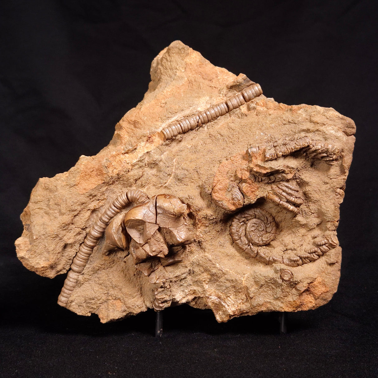 JIMBACRINUS BOSTOCKI CRINOID FOSSIL, Permian, Australia XJB029