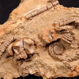 JIMBACRINUS BOSTOCKI CRINOID FOSSIL, Permian, Australia XJB029