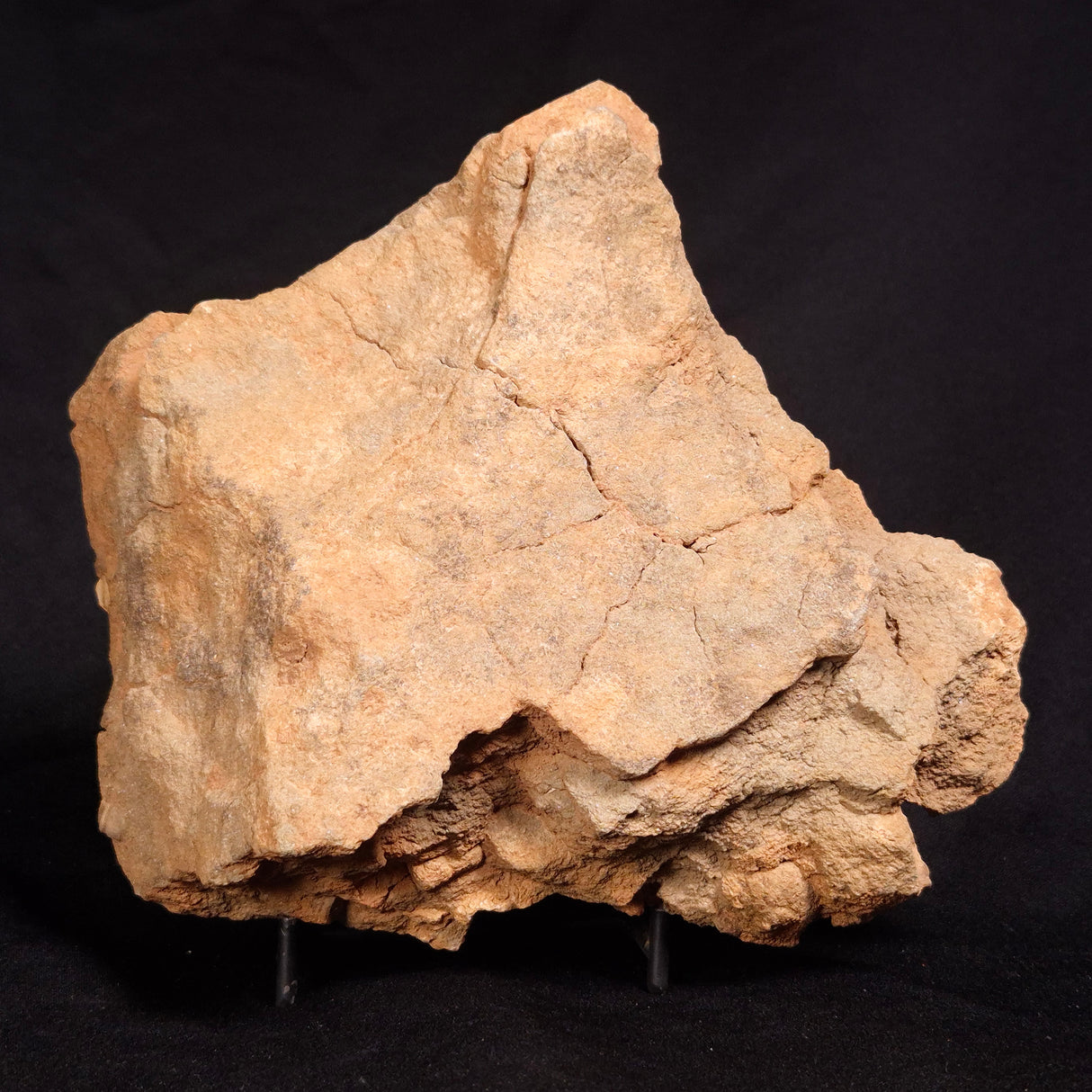 JIMBACRINUS BOSTOCKI CRINOID FOSSIL, Permian, Australia XJB029