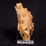 JIMBACRINUS BOSTOCKI CRINOID FOSSIL, Permian, Australia XJB029