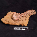 JIMBACRINUS BOSTOCKI CRINOID FOSSIL, Permian, Australia XJB030