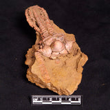 JIMBACRINUS BOSTOCKI CRINOID FOSSIL, Permian, Australia XJB030