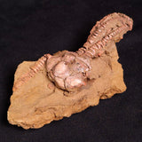 JIMBACRINUS BOSTOCKI CRINOID FOSSIL, Permian, Australia XJB030