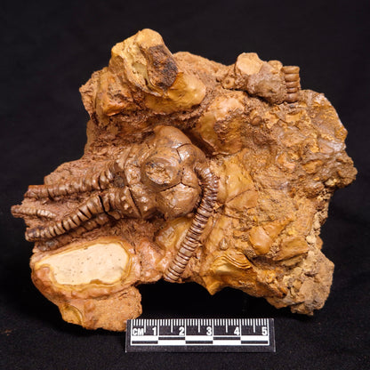 JIMBACRINUS BOSTOCKI CRINOID FOSSIL, Permian, Australia XJB031