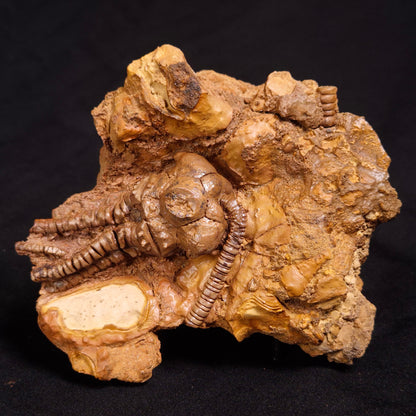 JIMBACRINUS BOSTOCKI CRINOID FOSSIL, Permian, Australia XJB031