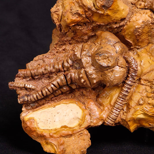 JIMBACRINUS BOSTOCKI CRINOID FOSSIL, Permian, Australia XJB031