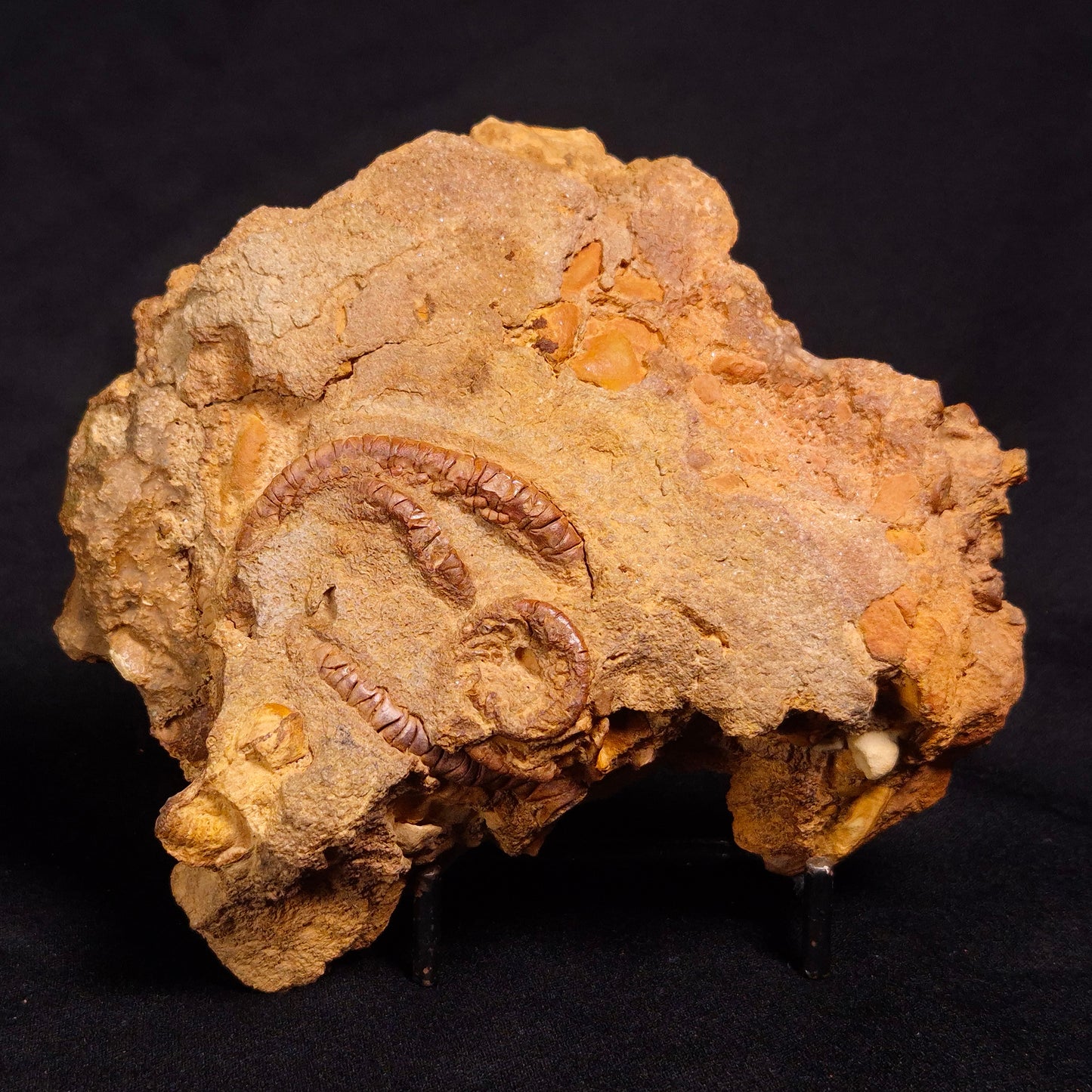 JIMBACRINUS BOSTOCKI CRINOID FOSSIL, Permian, Australia XJB031
