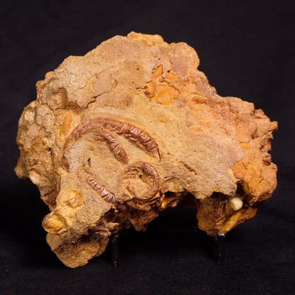 JIMBACRINUS BOSTOCKI CRINOID FOSSIL, Permian, Australia XJB031