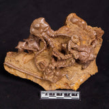 JIMBACRINUS BOSTOCKI CRINOID FOSSIL, Permian, Australia XJB032