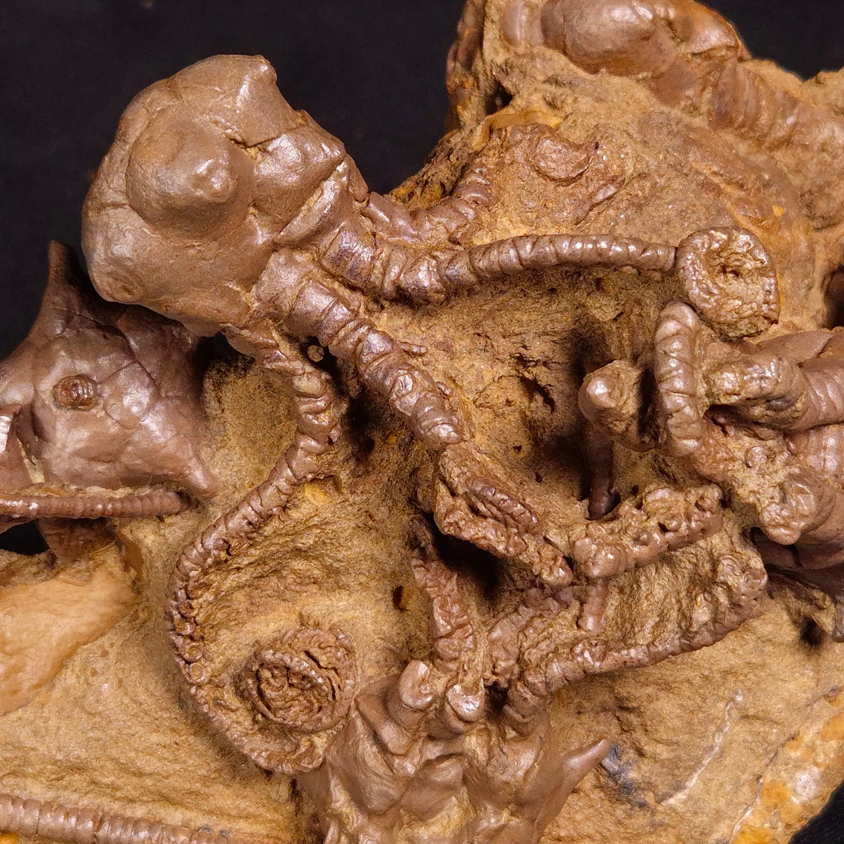 JIMBACRINUS BOSTOCKI CRINOID FOSSIL, Permian, Australia XJB032