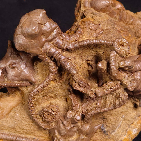 JIMBACRINUS BOSTOCKI CRINOID FOSSIL, Permian, Australia XJB032